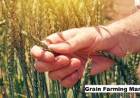 Global Grain Farming Market