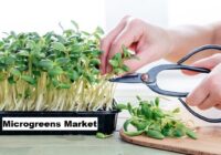 Global Microgreens Market