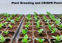 Global Plant Breeding and CRISPR Plant Market