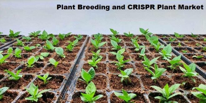 Global Plant Breeding and CRISPR Plant Market