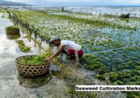 Global Seaweed Cultivation Market