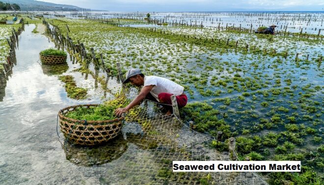 Global Seaweed Cultivation Market