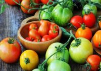 Global Tomato Seeds Market