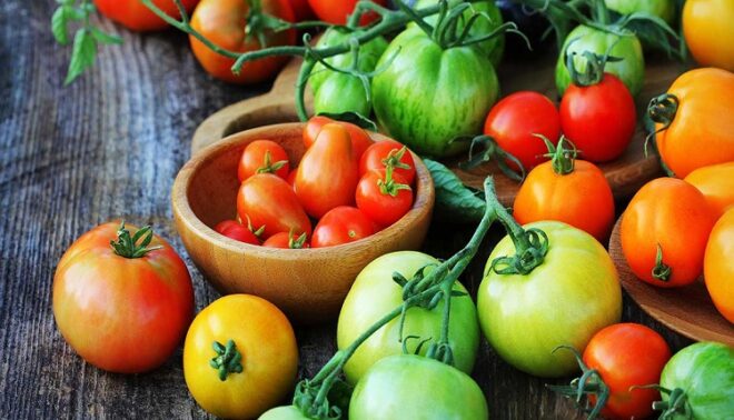 Global Tomato Seeds Market