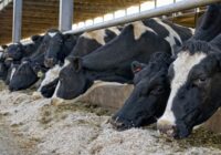 South America Animal Feed Additive Market