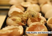 India Poultry and Hatchery Market