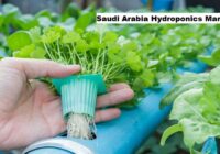 Saudi Arabia Hydroponics Market