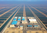 Egypt Aquaculture Market