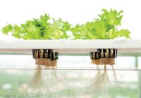 Egypt Hydroponics Market