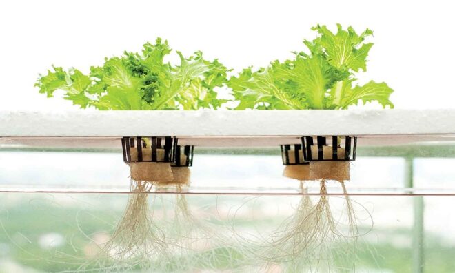 Egypt Hydroponics Market