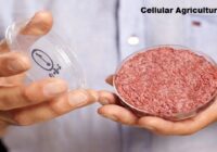 Global Cellular Agriculture Market