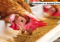 Global Probiotics in Animal Feed Market