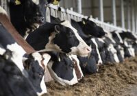 Egypt Animal Feed Market