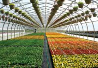 Egypt Greenhouse Market