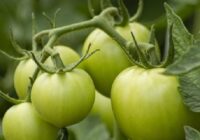 Egypt organic farming market