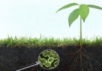 Global Agriculture Enzymes Market