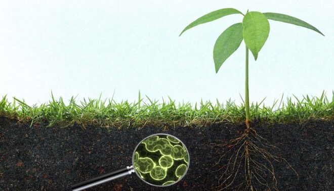 Global Agriculture Enzymes Market
