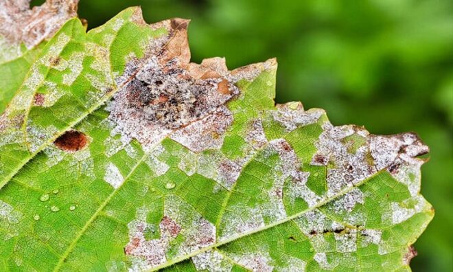 Global Copper Fungicides Market