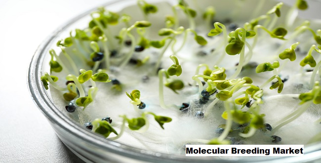 Global Molecular Breeding Market