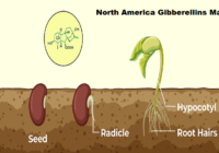 North America Gibberellins Market