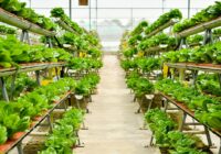 Egypt Vertical Farming Market