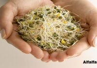 Global Alfalfa Market