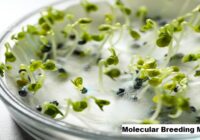 Global Molecular Breeding Market