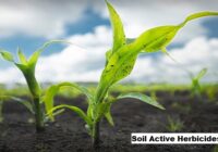 Global Soil Active Herbicides Market