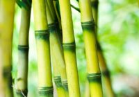 India Bamboo Market