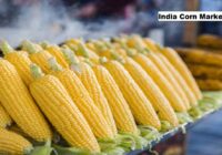 India Corn Market