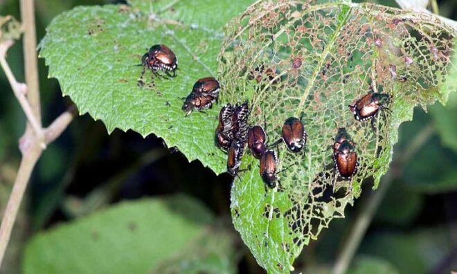 Global Integrated Pest Management (IPM) Market