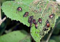 Global Integrated Pest Management (IPM) Market
