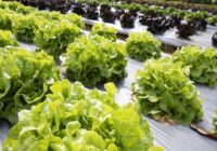 North America Biodegradable Mulch Film Market