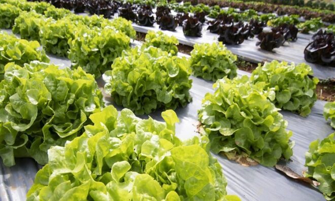 North America Biodegradable Mulch Film Market