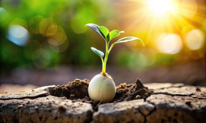 North America Gibberellins Market