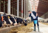 Global Feed Antioxidants Market