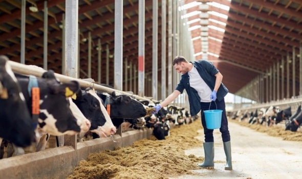 Global Feed Antioxidants Market