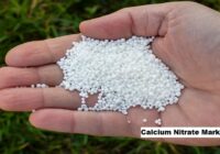 Global Calcium Nitrate Market