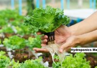 Global Hydroponics Market