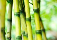 India Bamboo Market