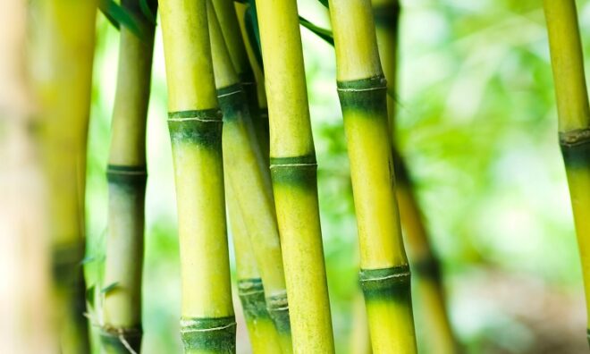 India Bamboo Market
